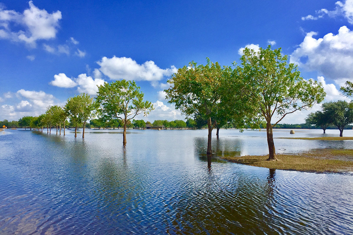 Flooded area with trees
